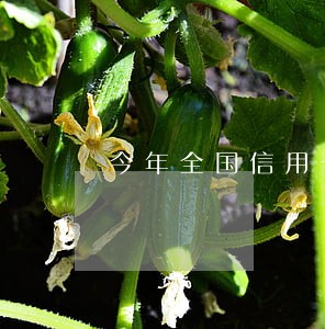 今年全国信用卡逾期人数