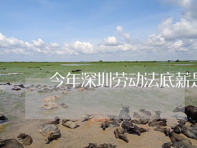 今年深圳劳动法底薪是多少钱 今年深圳劳动法底薪是多少钱