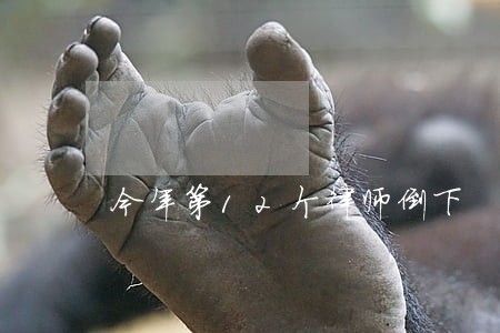 今年第12个律师倒下 今年第12个律师倒下