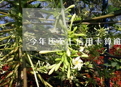 今年还不上信用卡算逾期吗 今年还不上信用卡算逾期吗