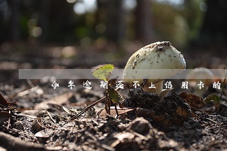 今年逾期还不上信用卡的人多不多 今年逾期还不上信用卡的人多不多