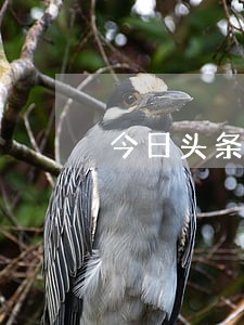 今日头条500备用金逾期利息 今日头条500备用金逾期利息