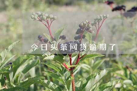 今日头条网贷逾期了 今日头条网贷逾期了