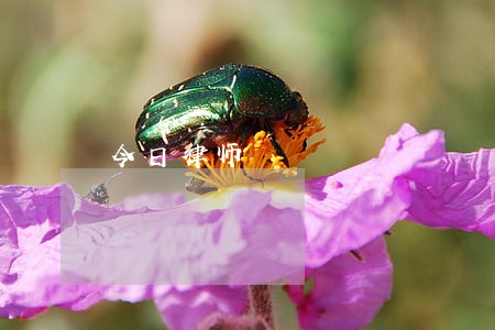 今日律师