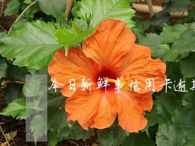 今日新鲜事信用卡逾期三个月 今日新鲜事信用卡逾期三个月