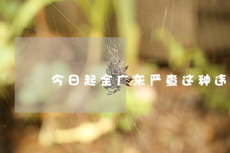 今日起全广东严查这种违法行为 今日起全广东严查这种违法行为