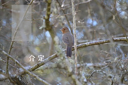 介定 介定