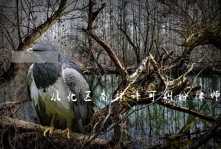 从化区商标许可纠纷律师介绍 从化区商标许可纠纷律师介绍