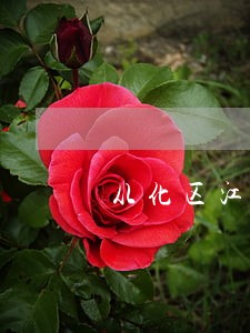 从化区江埔街道律师免费咨询 从化区江埔街道律师免费咨询