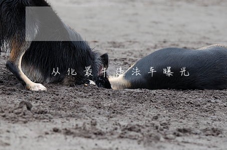 从化最牛违法车曝光 从化最牛违法车曝光