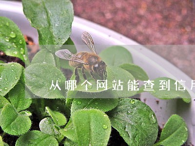 从哪个网站能查到信用卡逾期 从哪个网站能查到信用卡逾期
