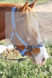 从日本手机到香港违法吗 从日本手机到香港违法吗