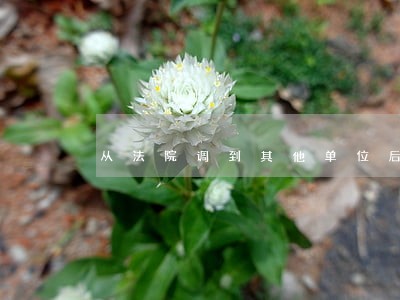 从法院调到其他单位后辞职做律师 从法院调到其他单位后辞职做律师