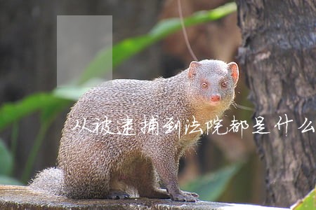 从被逮捕到法院都是什么流程