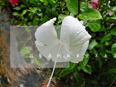 从香港代购多少算违法 从香港代购多少算违法