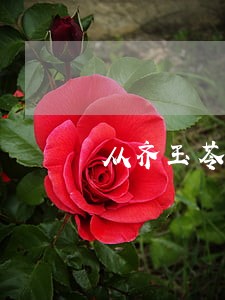 从齐玉苓案看我国的宪法化 从齐玉苓案看我国的宪法化
