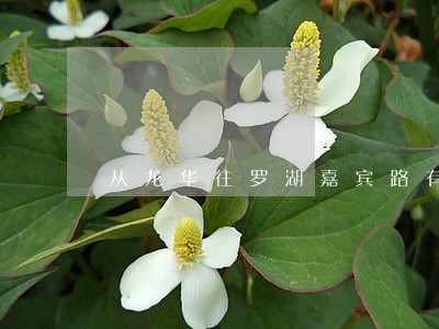 从龙华往罗湖嘉宾路有违法拍