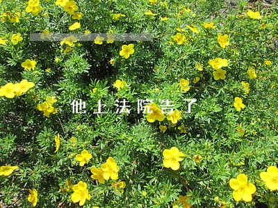 他上法院告了 他上法院告了