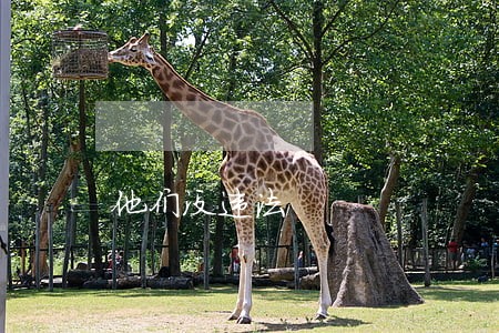 他们没违法 他们没违法