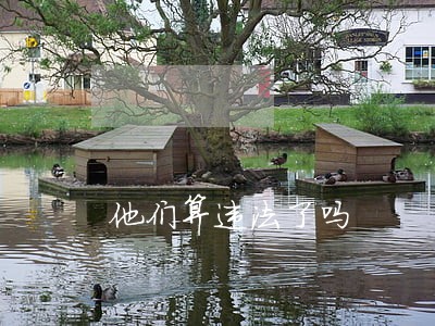 他们算违法了吗 他们算违法了吗