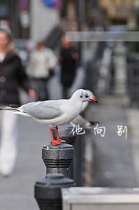 他向别的法院起诉