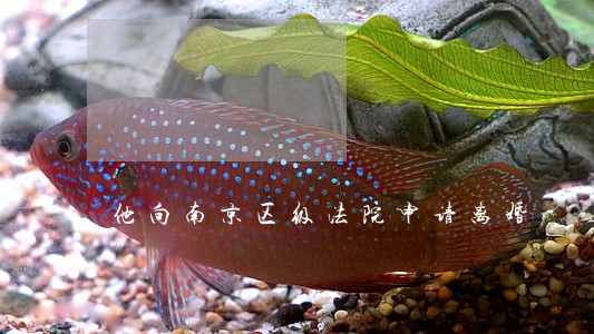 他向南京区级法院申请离婚 他向南京区级法院申请离婚