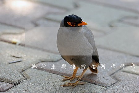 他行逾期建行信用卡停卡 他行逾期建行信用卡停卡