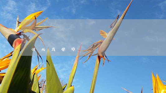 付双成律师 付双成律师
