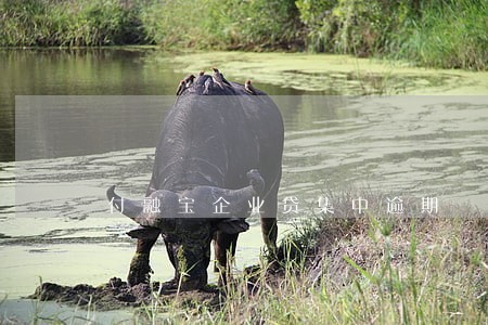 付融宝企业贷集中逾期