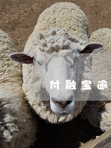 付融宝逾期怎么报案 付融宝逾期怎么报案