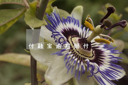 付融宝逾期赔付 付融宝逾期赔付