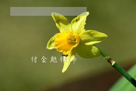 付金彪律师 付金彪律师