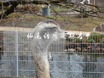 仙尾信用逾期名单