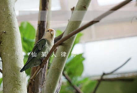 仙某人律师 仙某人律师