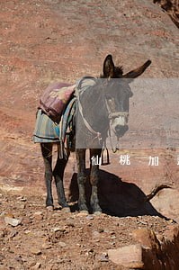 仙桃加盟维权律师在线免费咨询 仙桃加盟维权律师在线免费咨询