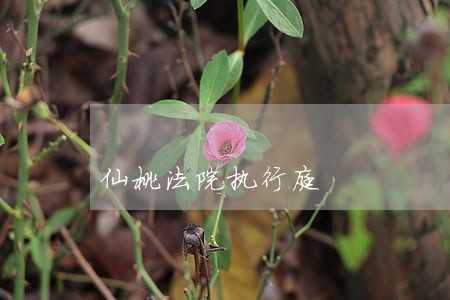 仙桃法院执行庭 仙桃法院执行庭