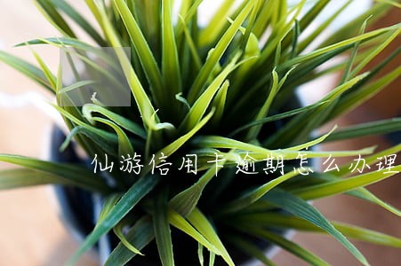 仙游信用卡逾期怎么办理 仙游信用卡逾期怎么办理