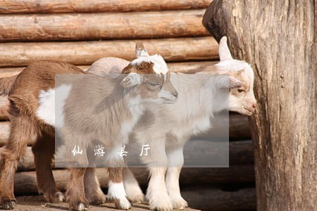 仙游县厅 仙游县厅