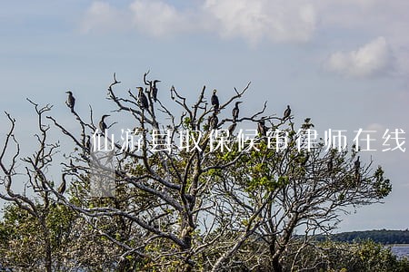 仙游县取保候审律师在线免费咨询 仙游县取保候审律师在线免费咨询