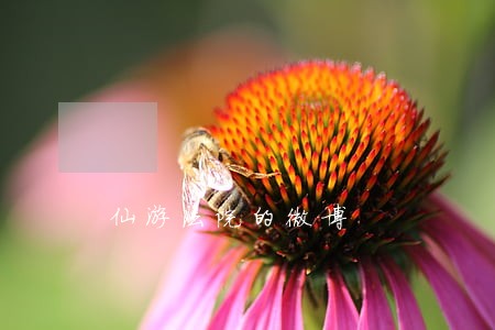 仙游法院的微博 仙游法院的微博