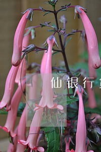 仙银行贷款还款逾期1天 仙银行贷款还款逾期1天
