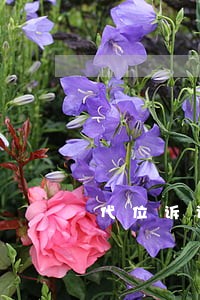 代位诉讼抗辩权 代位诉讼抗辩权