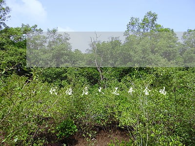 代偿后只还本金吗 代偿后只还本金吗