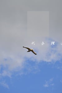 代办理逾期还款影响信用 代办理逾期还款影响信用
