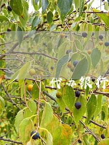 代办银行非恶意逾期证明 代办银行非恶意逾期证明