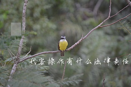 代客操作有什么法律责任 代客操作有什么法律责任
