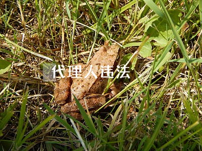 代理人违法 代理人违法
