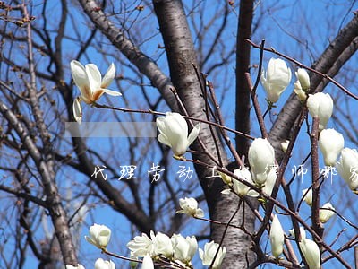 代理劳动工伤律师哪家好 代理劳动工伤律师哪家好