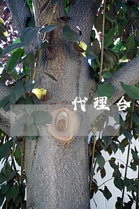 代理合同审查律师推荐 代理合同审查律师推荐