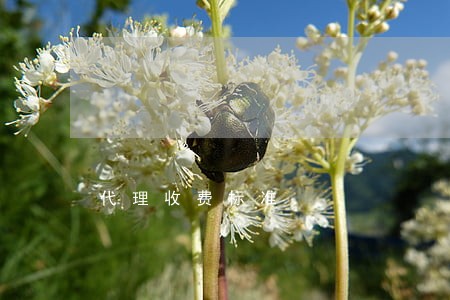 代理收费标准 代理收费标准